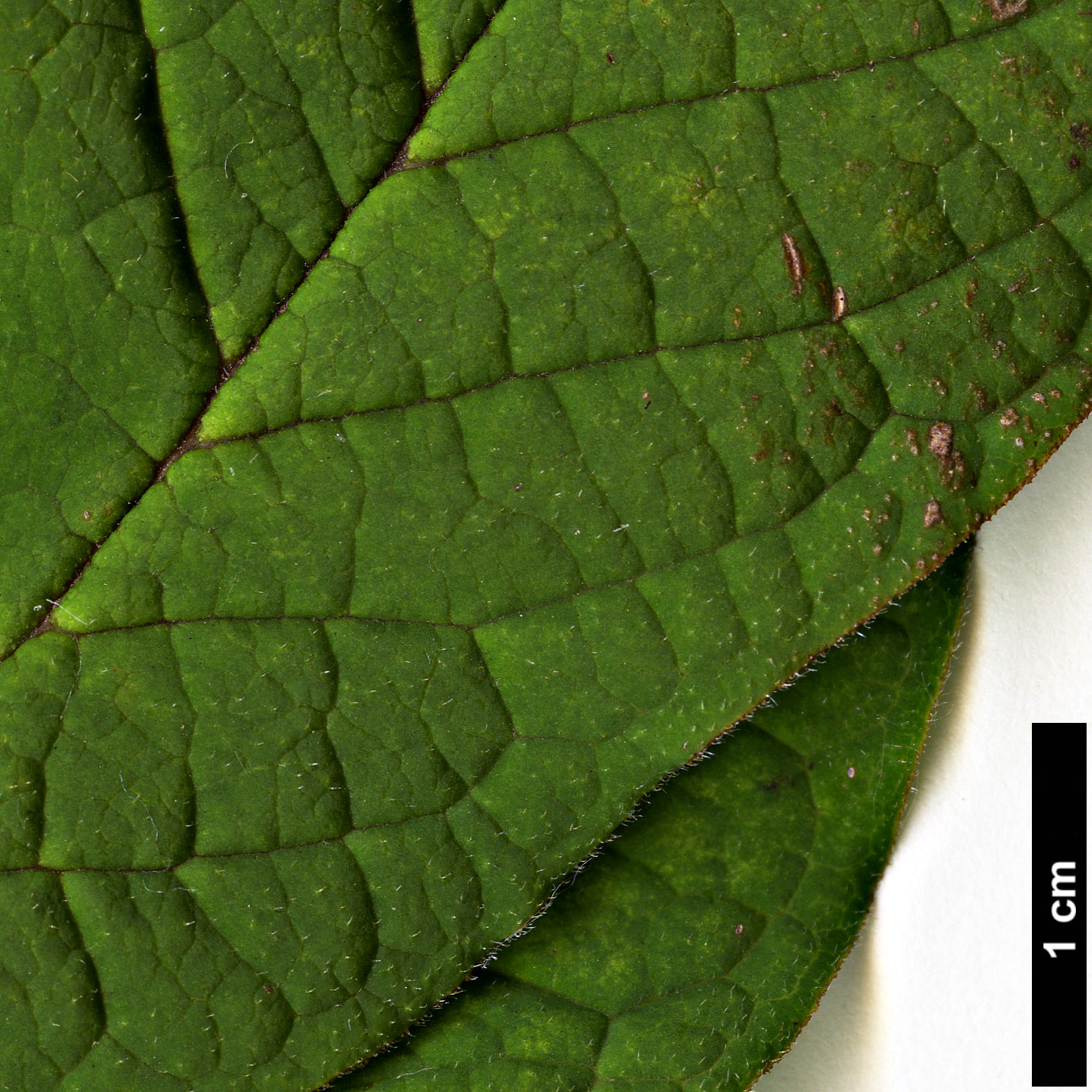 High resolution image: Family: Oleaceae - Genus: Syringa - Taxon: ×henryi - SpeciesSub: 'Alba' (S.josikaea × S.villosa)